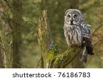 The Great Grey Owl Or Lapland...