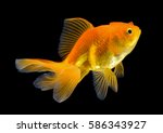 Gold Fish On Black Background