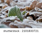 Frozen green tree leaf smelly ballote, in winter with hoarfrost in Dwingelderveld, Netherlands