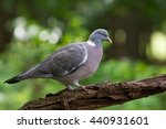 Wood Pigeon Sitting On A Tree...