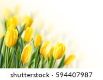 Spring floral background with tulip flowers. Holiday and seasonal design