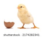 Little chick with egg shell...