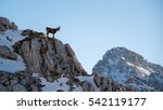 Alpine Ibex In The Mountains On ...