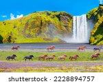 Icelandic horses of many different colors run on the road - View of famous Skogafoss waterfall - Iceland