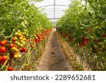Small photo of Greenhouse to grow tomatoes - Tomatoes ripening on hanging stalk in greenhouse