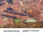 Small photo of Cutthroat Trout in a Mountain Stream in Rose Creek in Glacier National Park in Montana