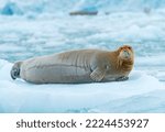 Bearded seal lounging on an...