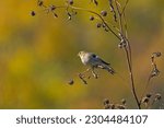 Small photo of American Goldfinch on a Coreopsis in the Fall in Crabtree Nature Preserve in Illinois