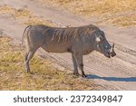 Small photo of Common Warthog on Rural African Veldt in Chobe National Park in Botswanna
