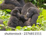 Mom and baby gorilla feeding in ...