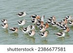 A group of avocets in an...