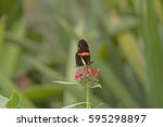 Postman Butterfly On A Flower...