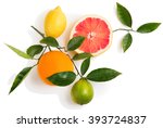 Top view of citrus fruits (grapefruit, orange, lemon, lime) on a branch with green leaves isolated on white background.