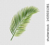 palm leaf isolated transparent... | Shutterstock .eps vector #1435031381