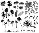 Set constructor from realistic black silhouettes isolated tropical palm trees, branch and separate banana leaves, talipot on a white background.