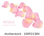 Pink Rose Petals Isolated On...