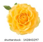 Yellow Rose Closeup Isolated On ...