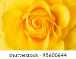 Beautiful Yellow Rose Closeup