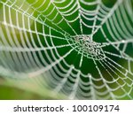 The Spider Web  Cobweb  Closeup ...