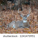A Large White Tailed Deer...