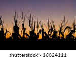 the sun sets over a corn field... | Shutterstock . vector #16024111