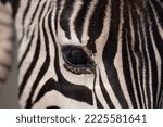 Closeup Image Of Zebra Eye As...