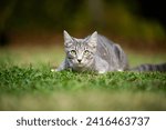 Small photo of Gray tabby cat laying down in the grass and preparing to pounce in a yard.