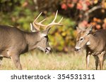 Two White Tailed Deer   One...