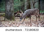White Tailed Deer Buck Walking...