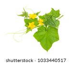 Cucumber Branch With Flowers...