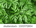 Small photo of Green Herb of Grace (Ruta graveolens) plant