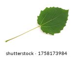 Small photo of Quaking aspen leaf isolated on white background
