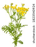 Small photo of Tansy (Tanacetum vulgare) isolated on white background