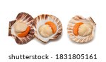 Fresh Shell Scallop Isolated On ...