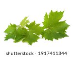 Vine branch isolated on white background