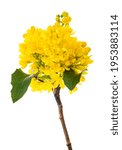 Small photo of Oregon grape flowers isolated on white background