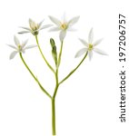 White Grass Lily  Ornithogalum  ...
