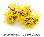 Witch hazel flowers isolated on ...