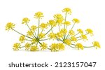 Wild Fennel Flowers Isolated On ...