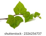 Ivy branch  isolated  on white background