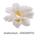 White camellia flower isolated...