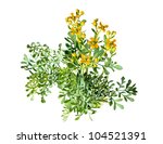 Small photo of Herb of Grace on white background