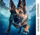 Small photo of German sheperd dog is diving underwater, swimming in blue pool waters, a funny pet jumped into sea, looking into camera, front view of rescuer dog