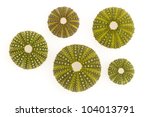 Isolated Green Sea Urchins On A ...