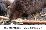 Small photo of Beaver eating on wood, isolated, clear and selective focus