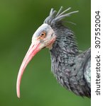 Northern Bald Ibis  Geronticus...