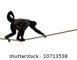 Monkey Climbing On A Rope ...