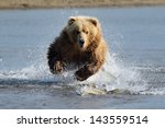 Grizzly Bear Jumping At Fish