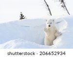 Polar Bear  Ursus Maritimus ...
