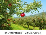 Apple Orchard  Ripe Fruits...